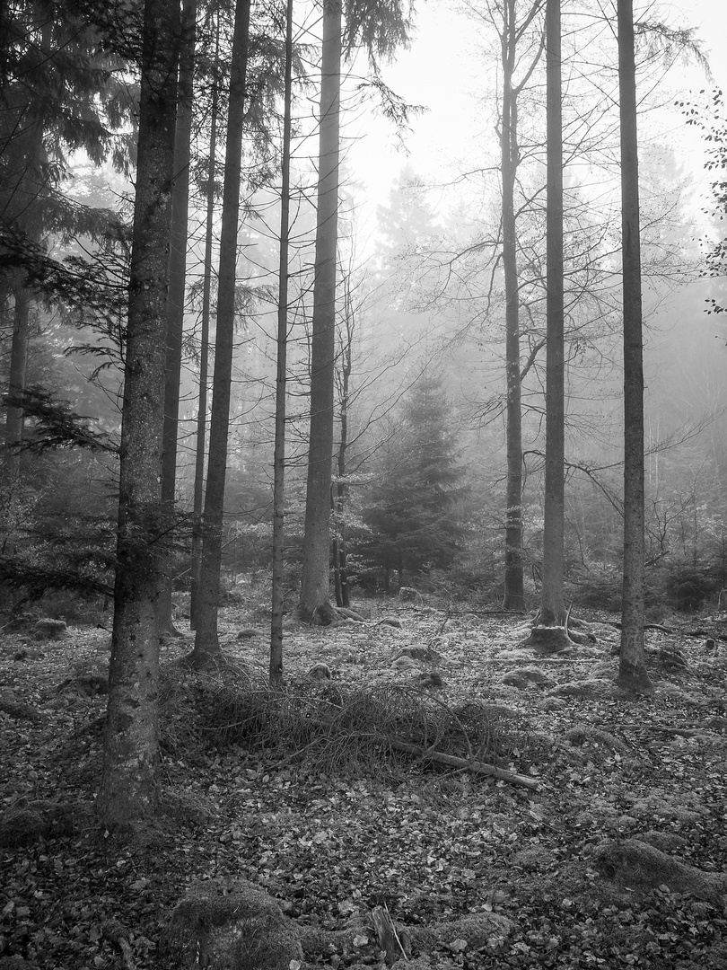 Wald - Tristesse