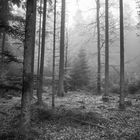 Wald - Tristesse