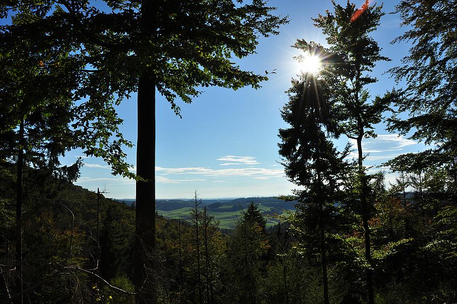 Wald u. Sonne