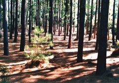 Wald über dem Atlantik