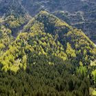 Wald über der Gotthardroute bei Wassen