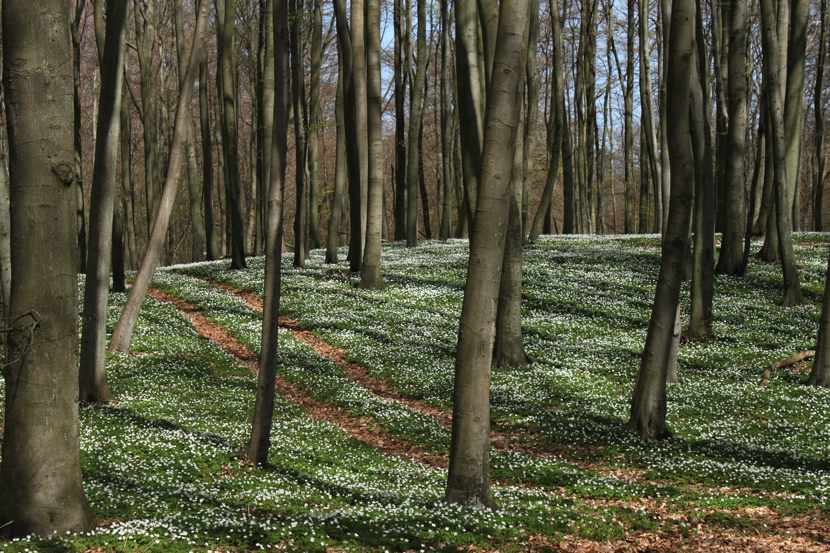 Wald um Schloss Granitz, Insel Rügen