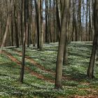 Wald um Schloss Granitz, Insel Rügen