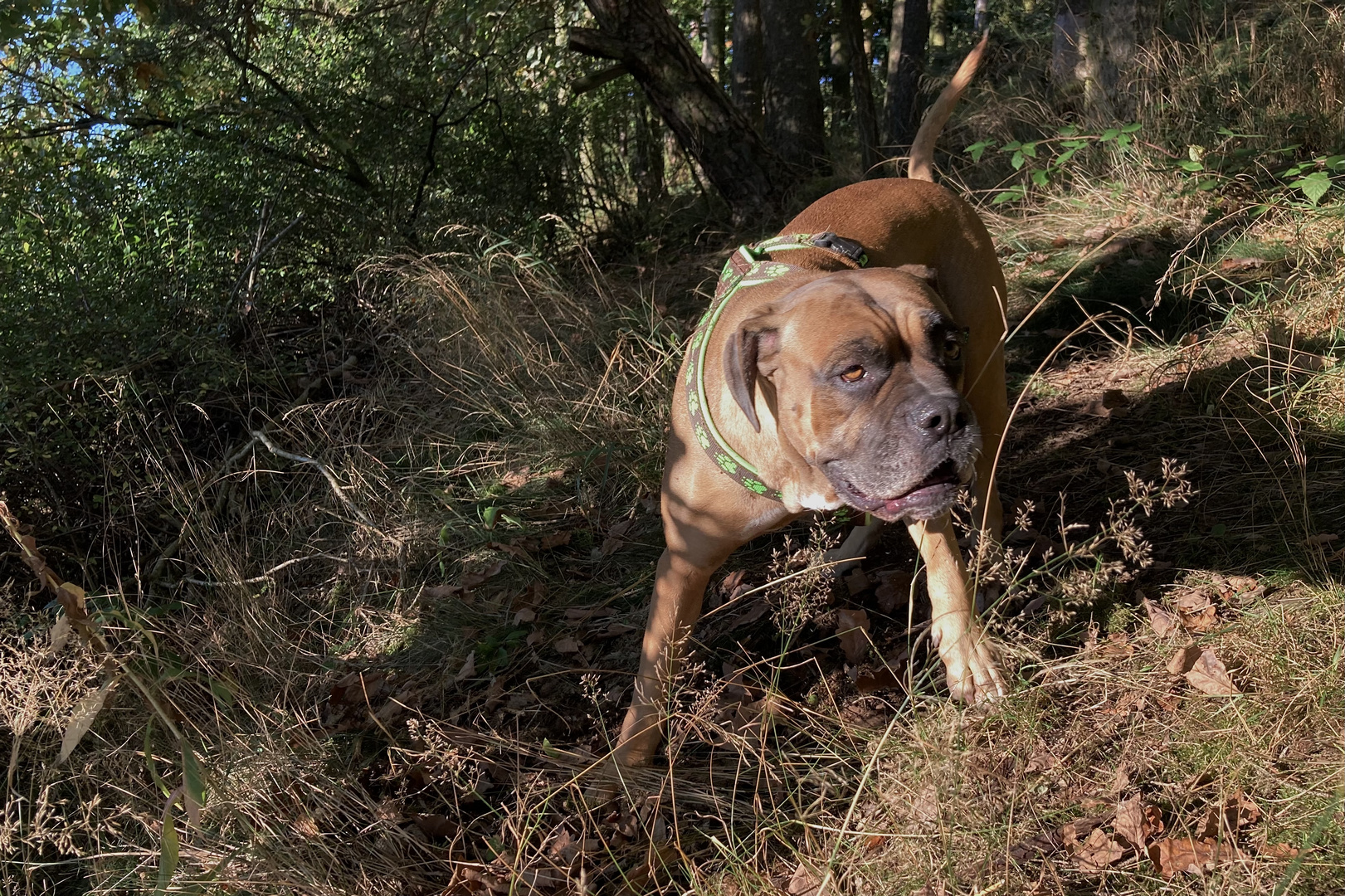 Wald umgibt aufmerksamen Hund.