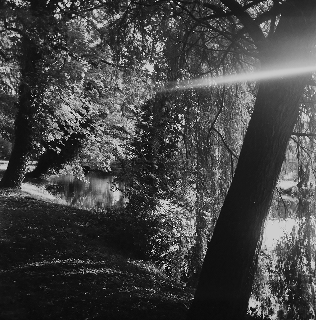 Wald und Aufnahme wie früher