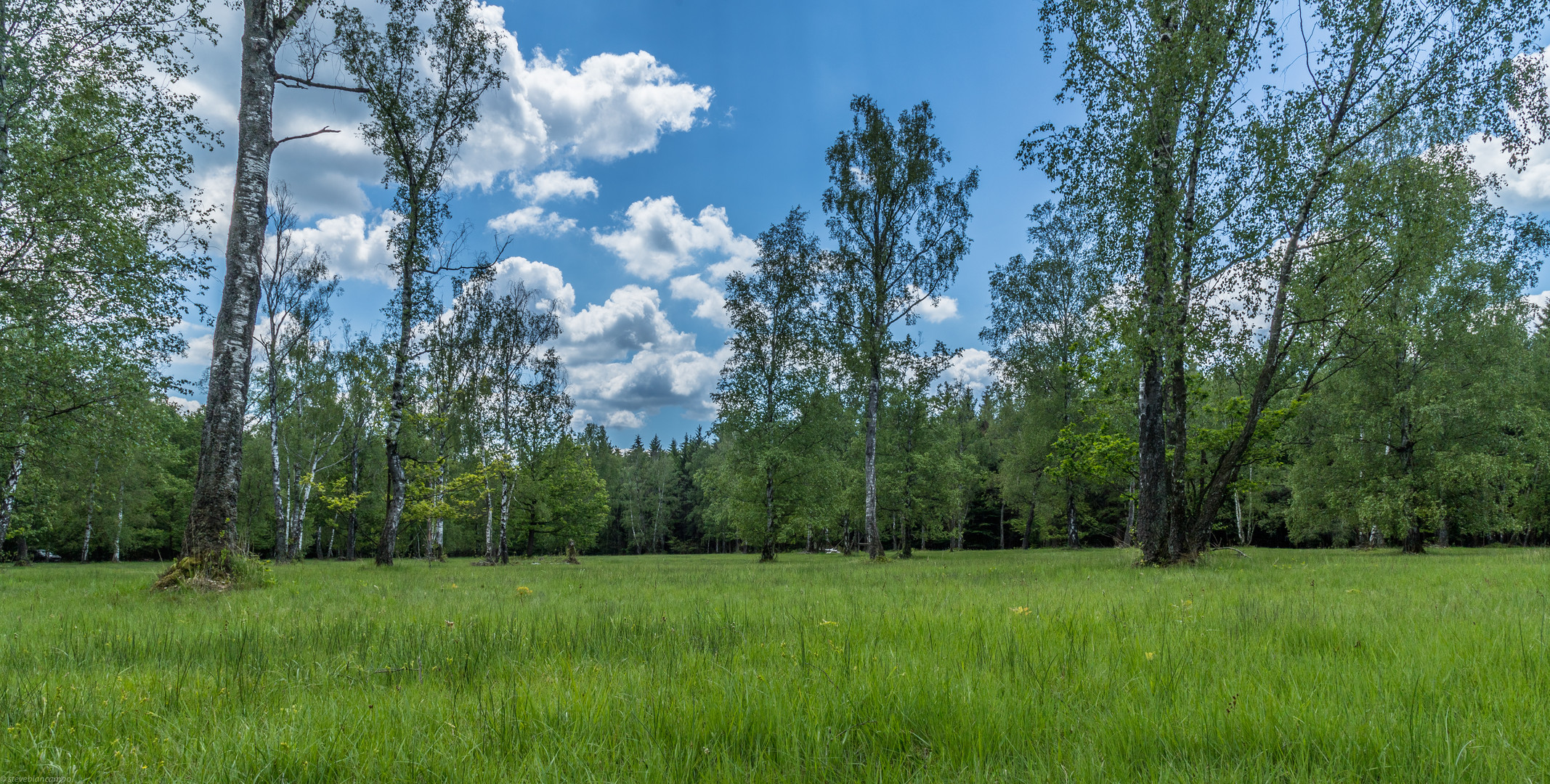 Wald- und Augenweide 