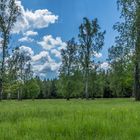 Wald- und Augenweide 