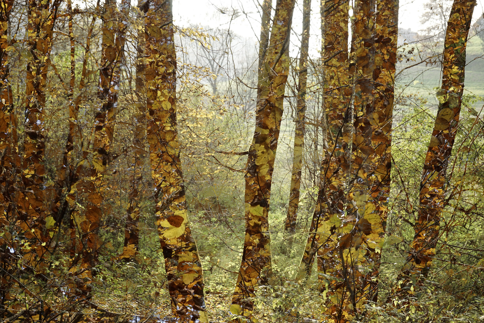 Wald und Blätter