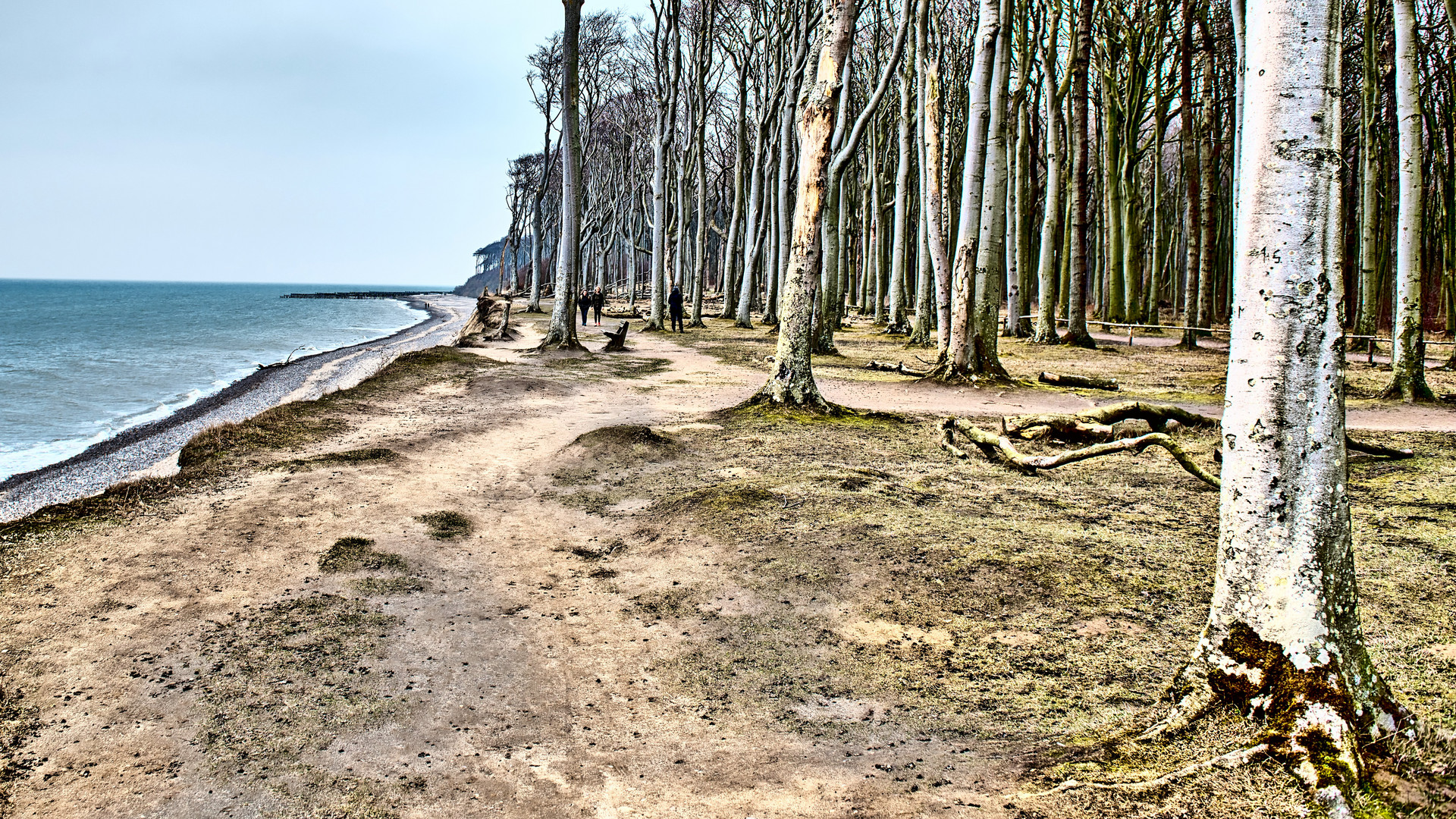 Wald und die Ostsee