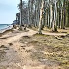 Wald und die Ostsee