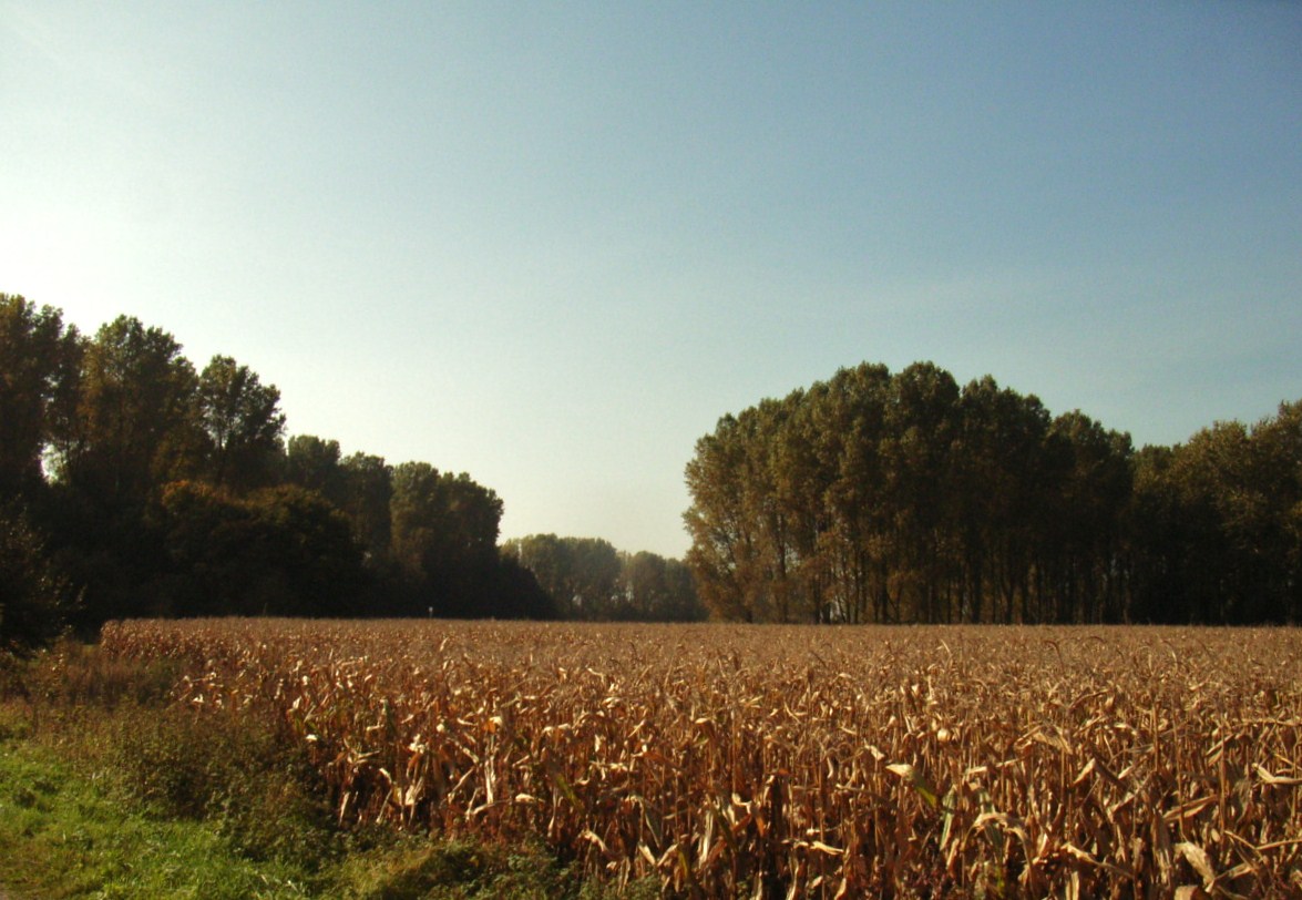 Wald und Feld