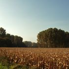 Wald und Feld