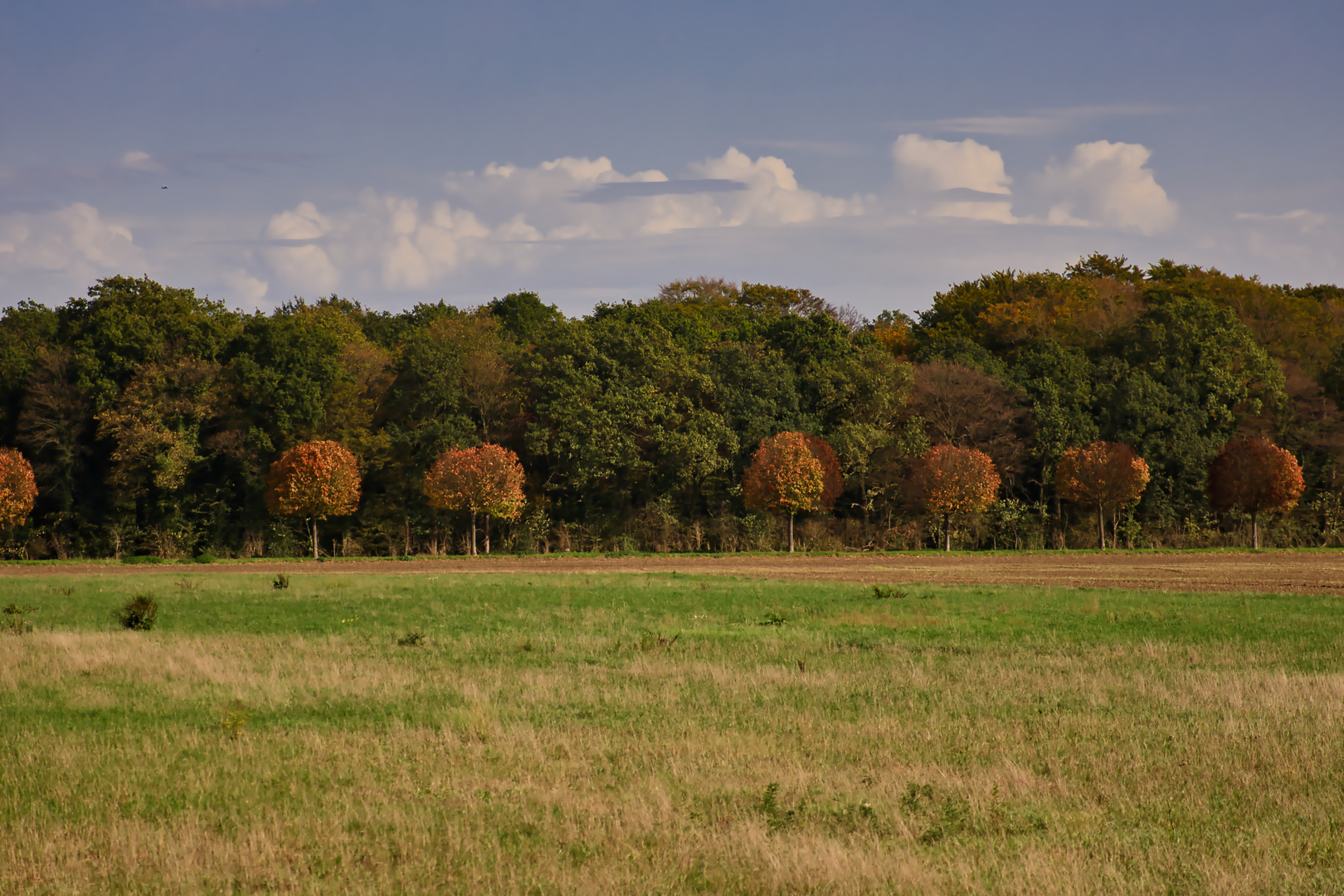 Wald und Feld.