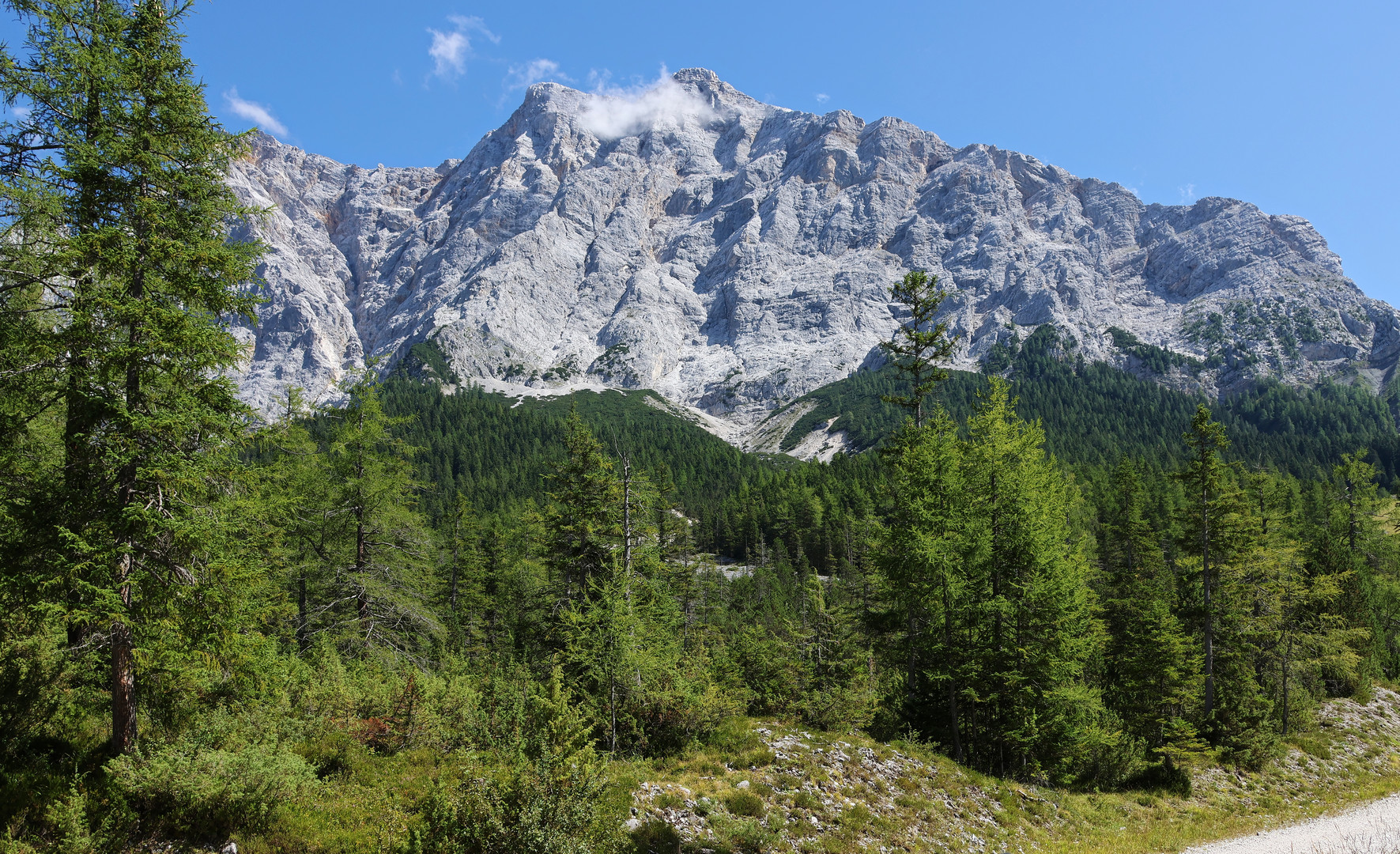 Wald und Fels am Höhenweg über Ehrwald (2023_09_01_8733_ji)