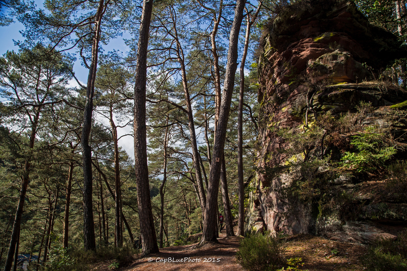 Wald und Fels auf dem Dahner Felsenpfad