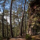 Wald und Fels auf dem Dahner Felsenpfad