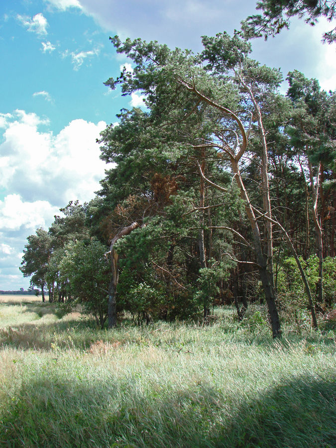 Wald und Flur, bei Großmachnow