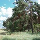 Wald und Flur, bei Großmachnow