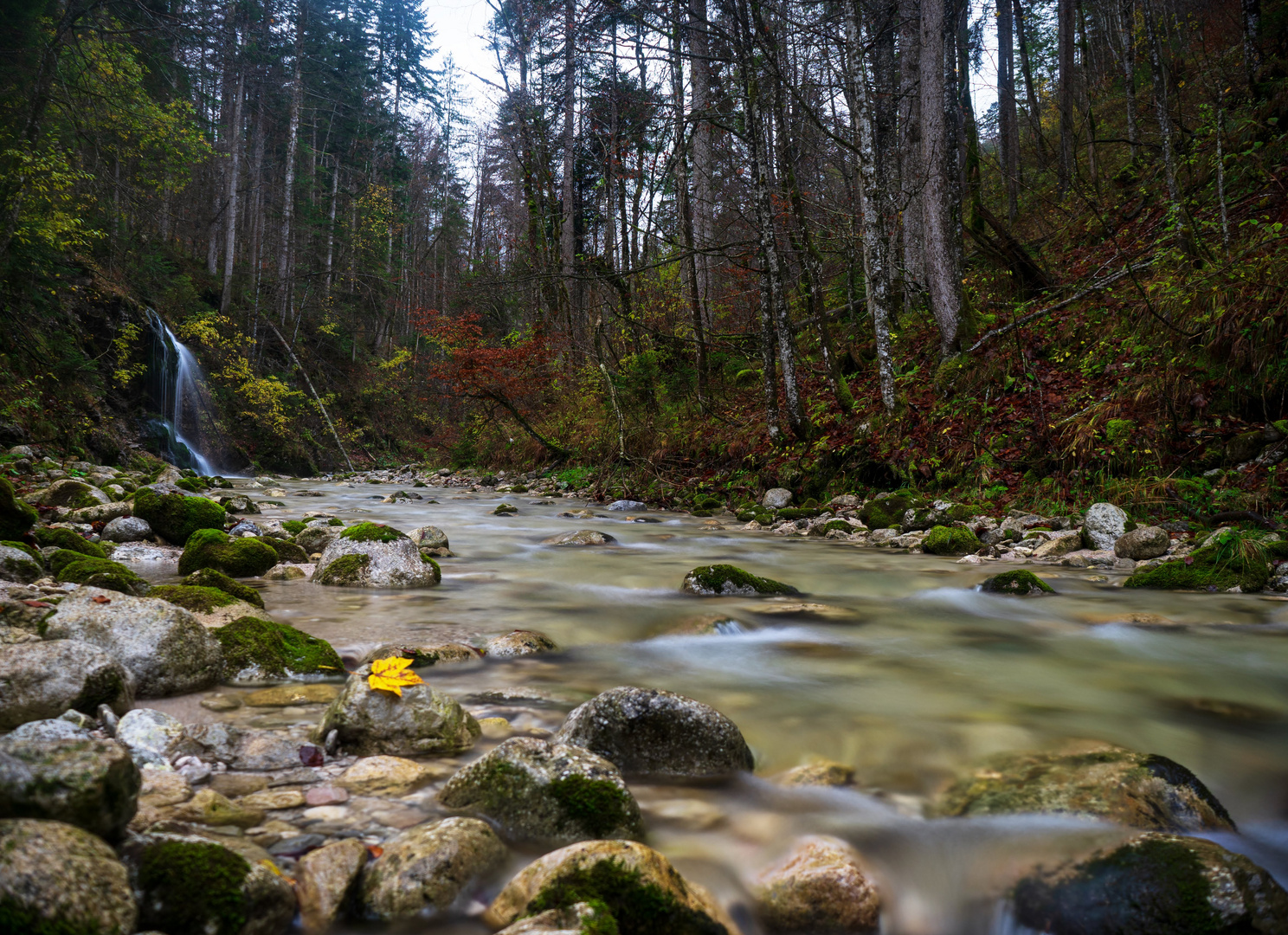 Wald und Fluss im Herbst