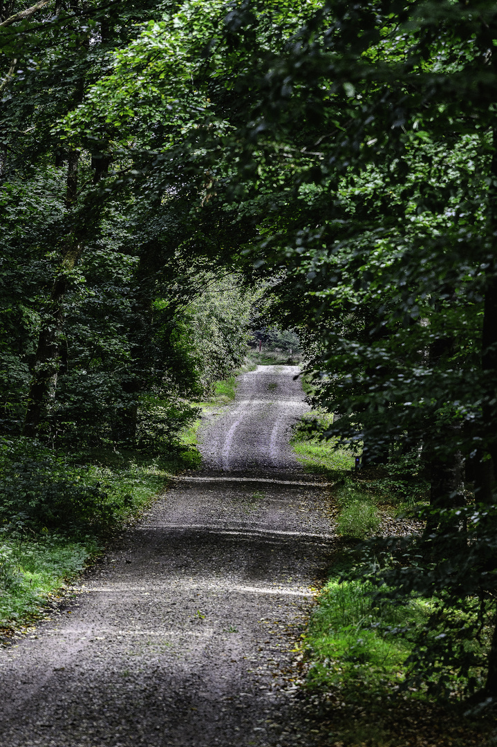 Wald- und Forstweg