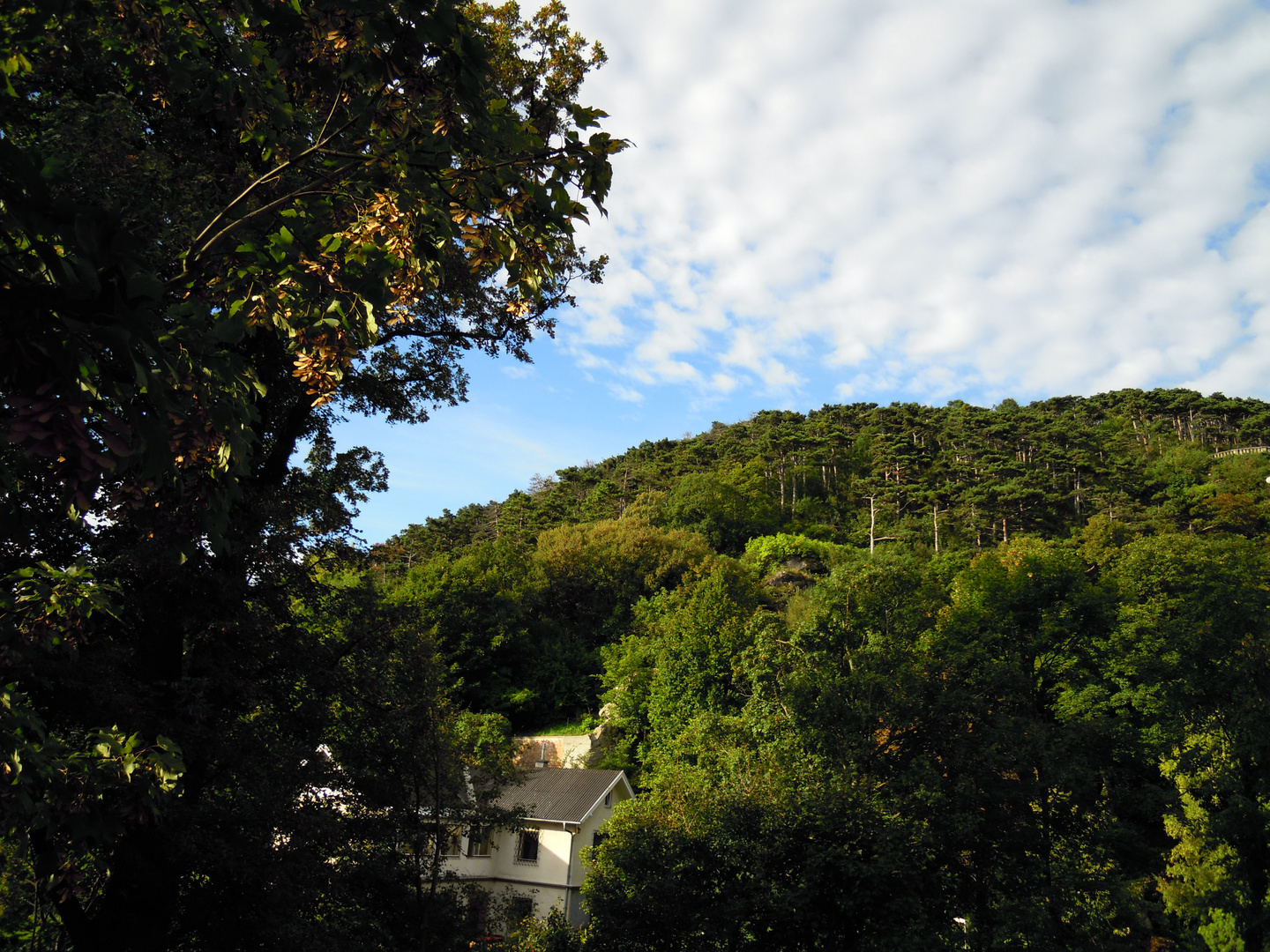 Wald und Himmel