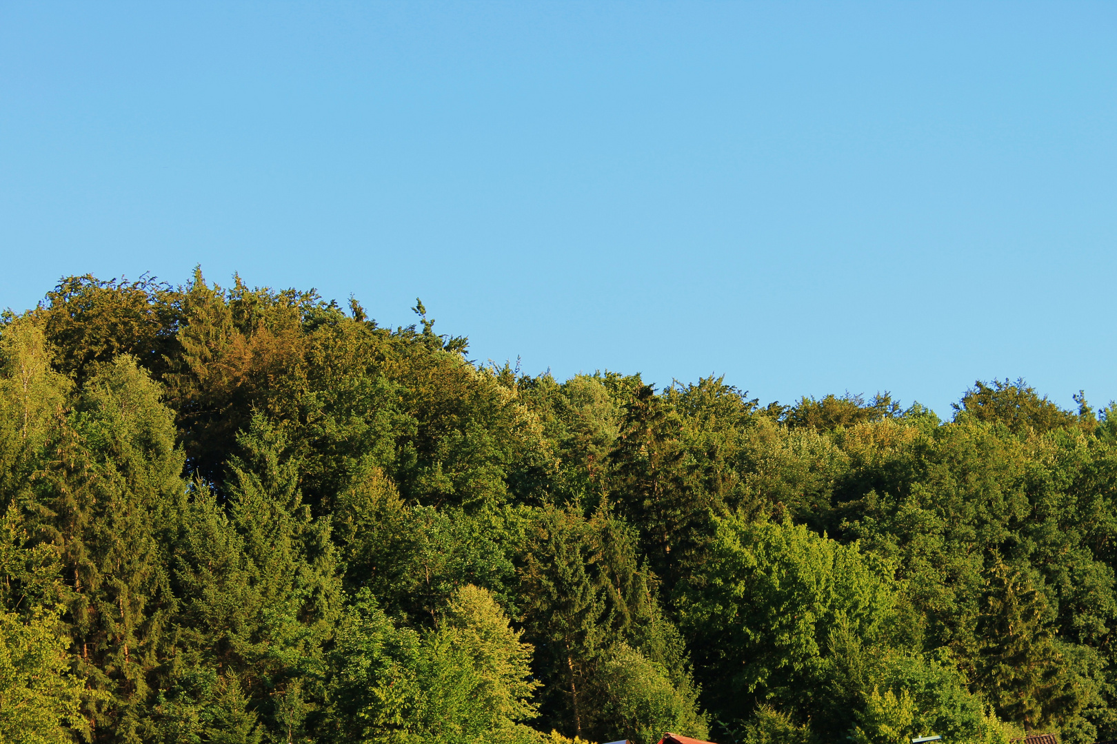 Wald und Himmel