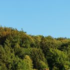 Wald und Himmel