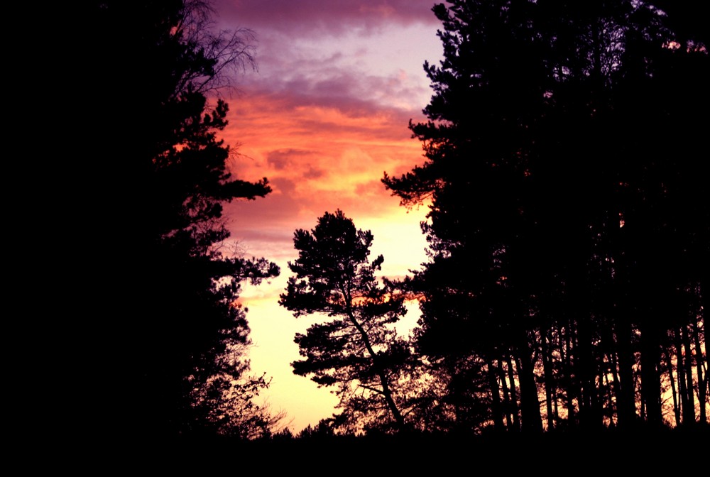 Wald und Himmel