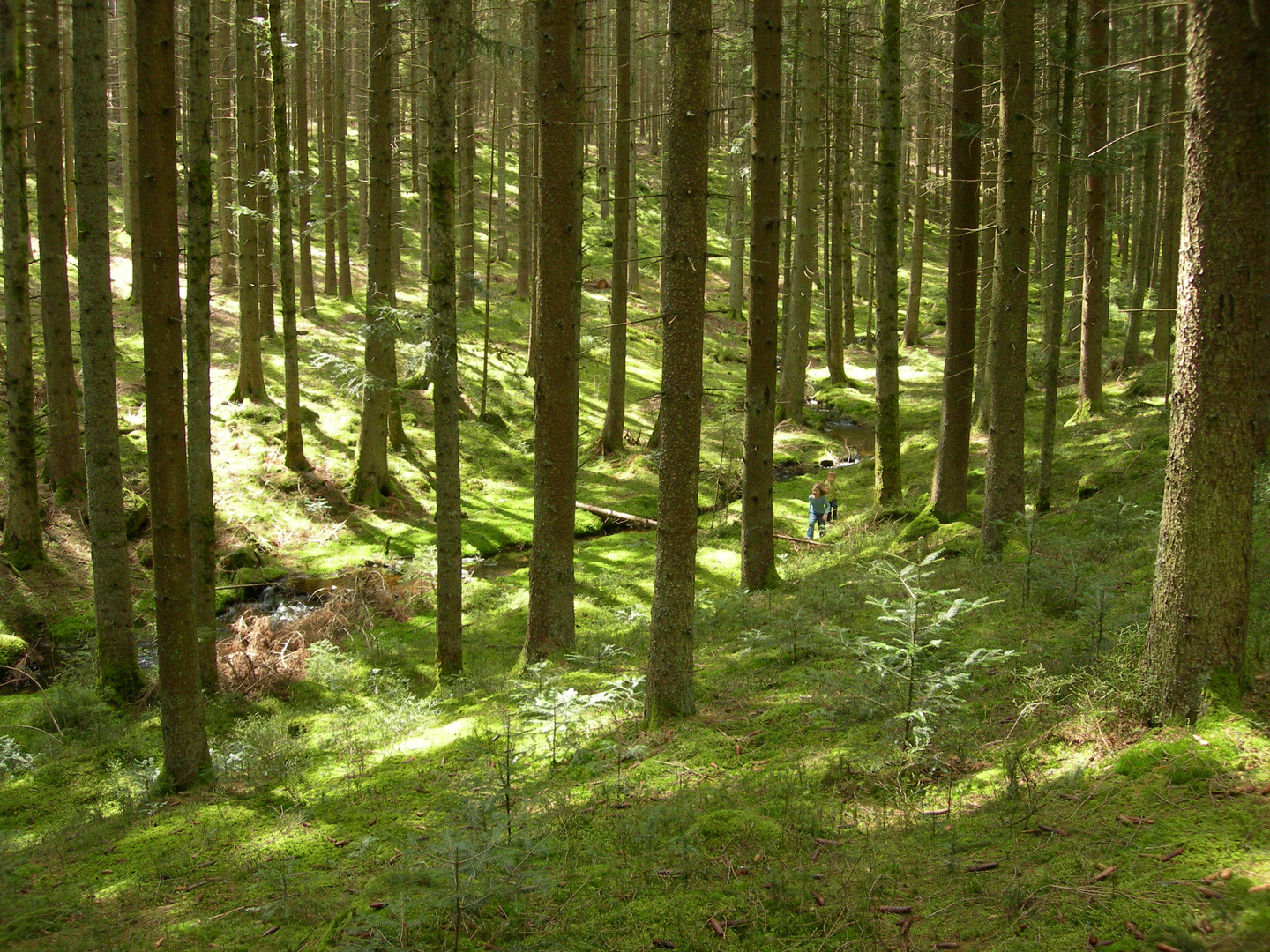 Wald und Kind