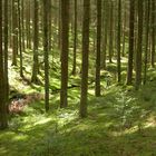 Wald und Kind