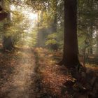 Wald und Licht 3