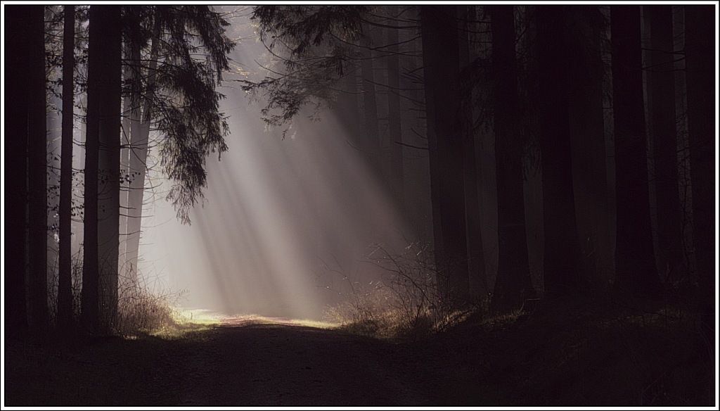 Wald und Licht