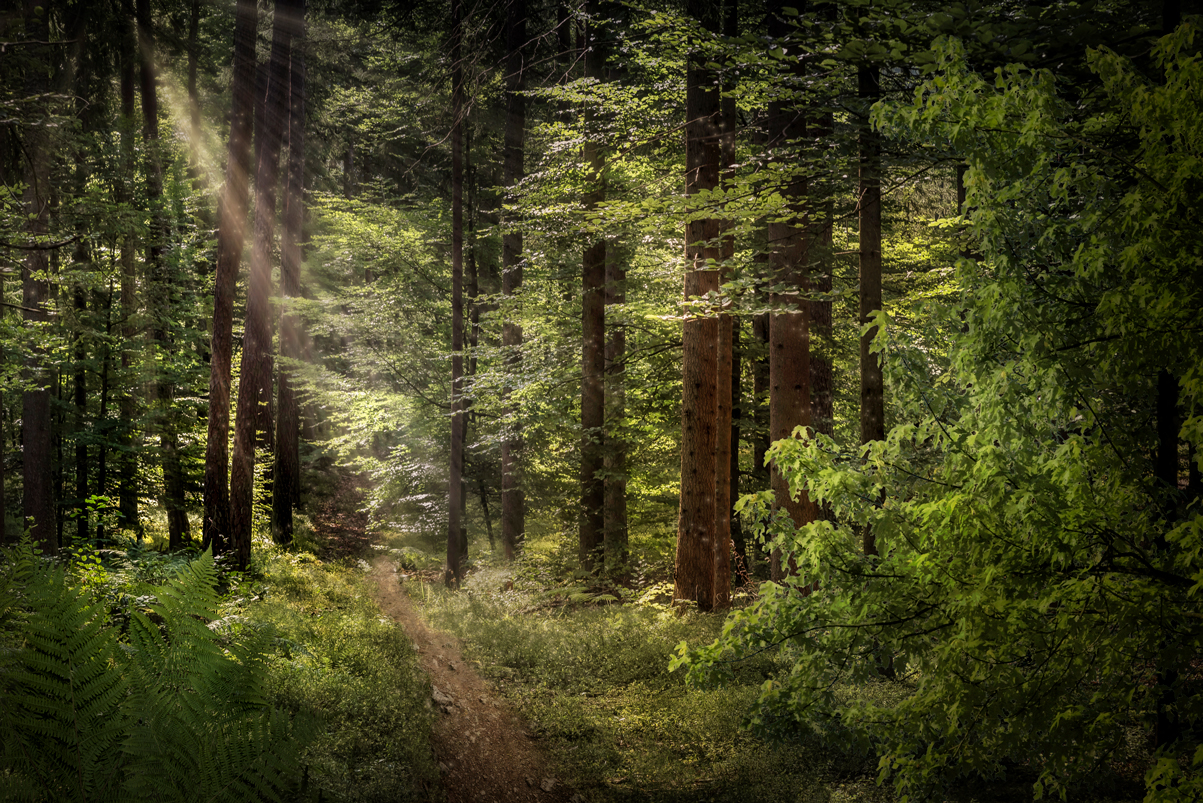 Wald und Licht