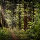 Wald und Licht