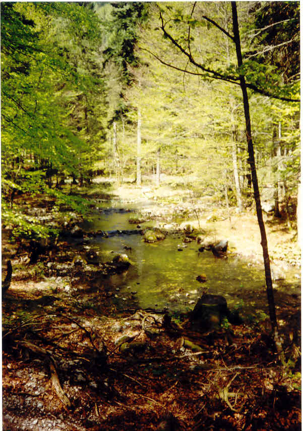 Wald und Licht