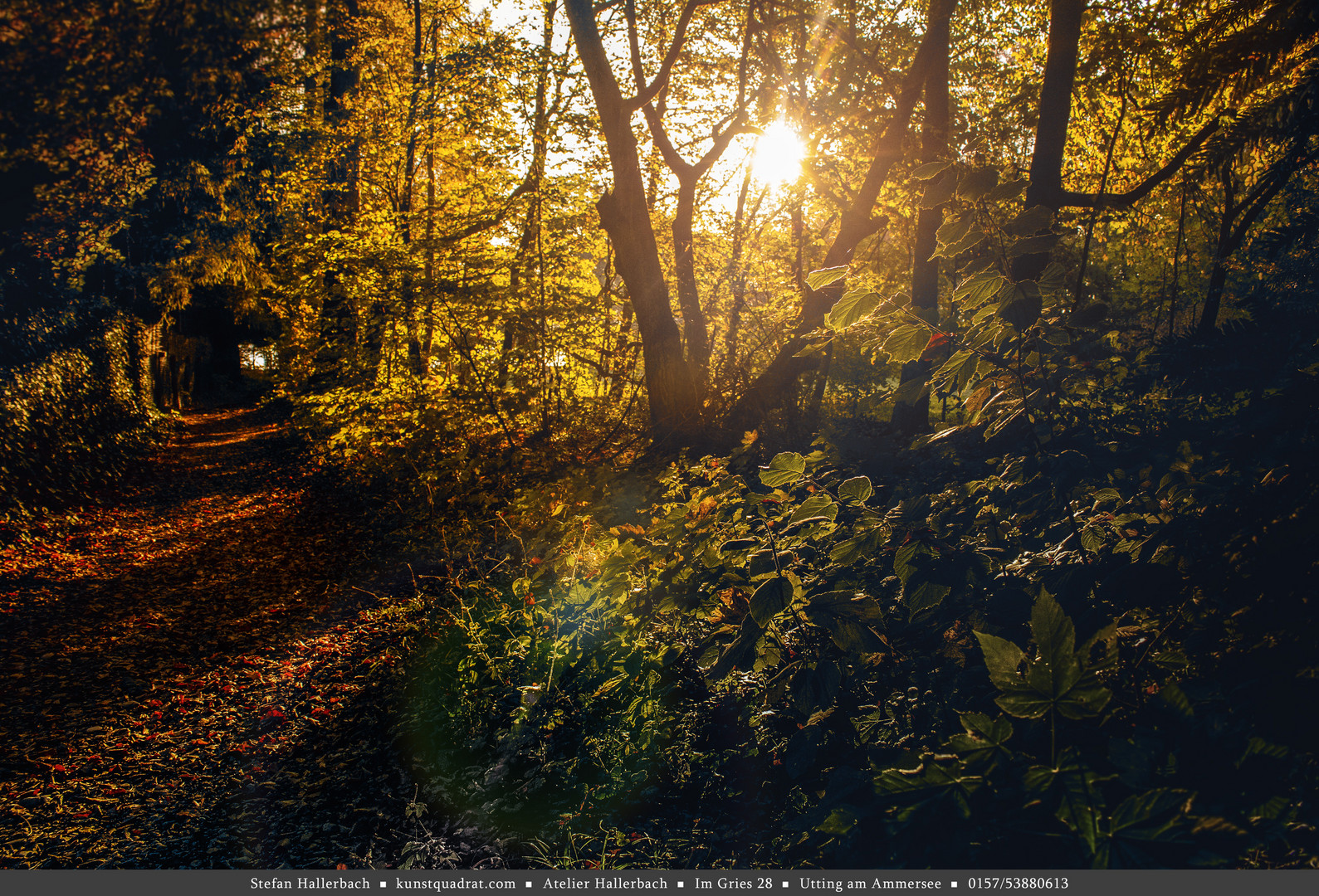 wald und lichtung