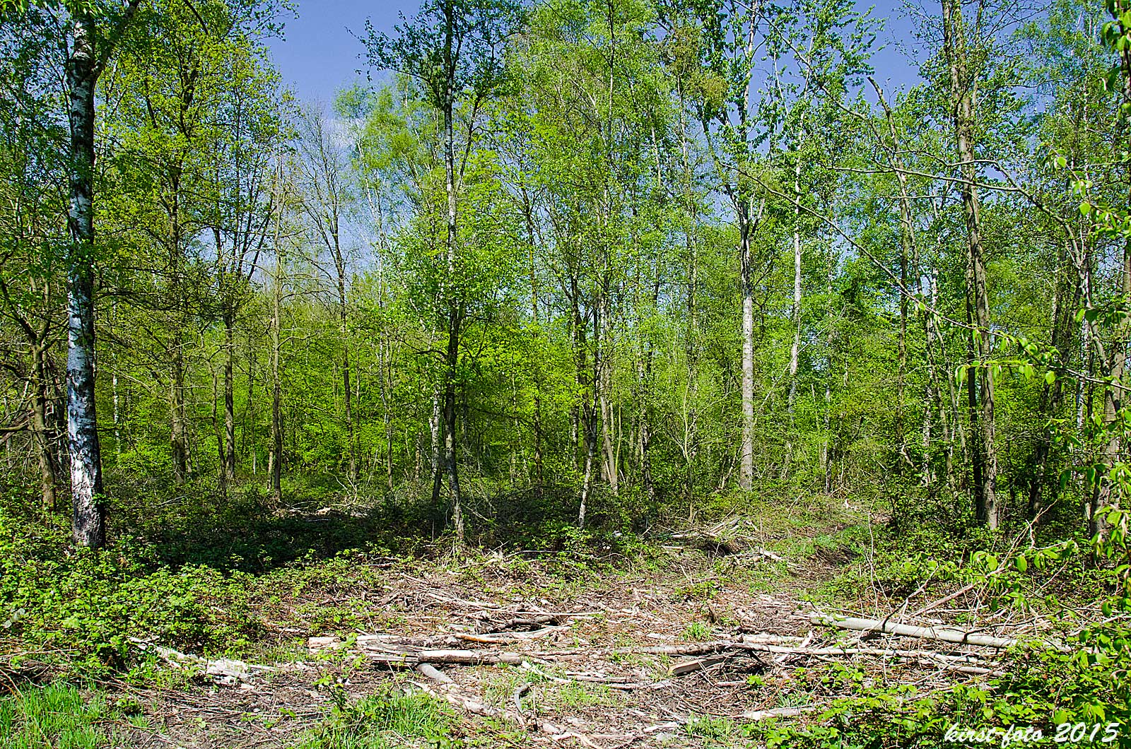 Wald und Maschinen