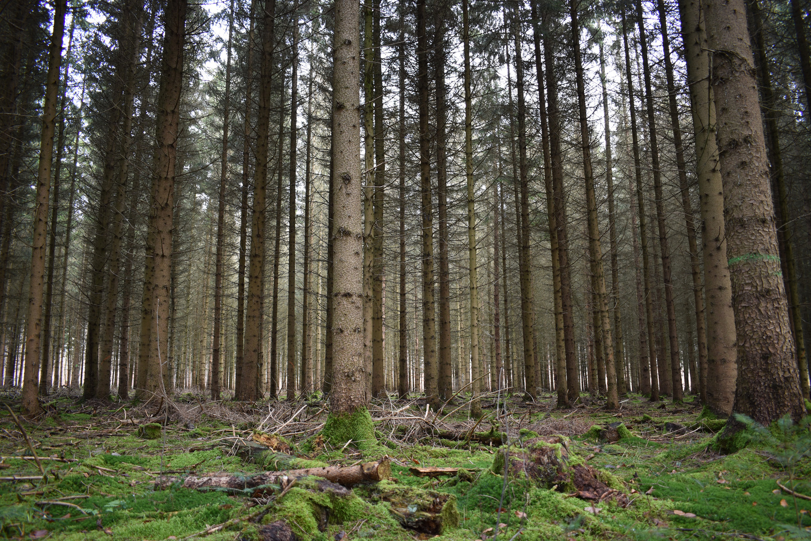 Wald und Moos