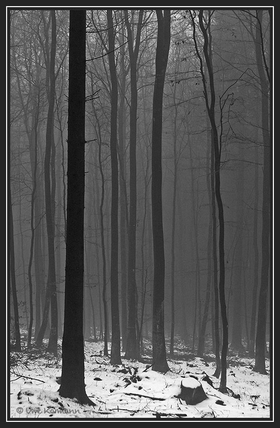 Wald und Nebel (01904)