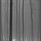 Wald und Nebel (01904)