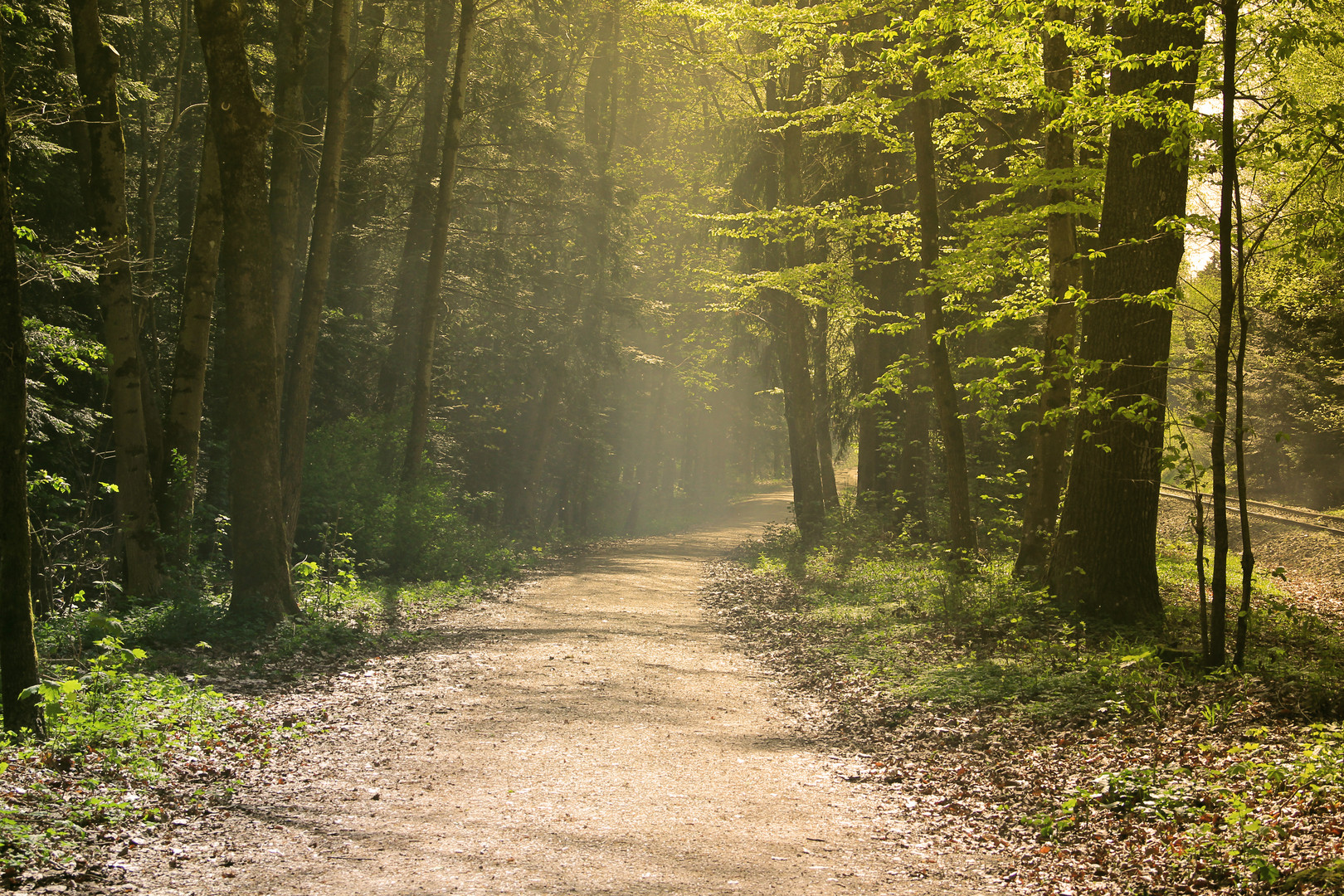 Wald und Nebel