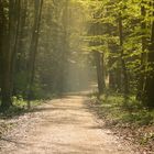 Wald und Nebel