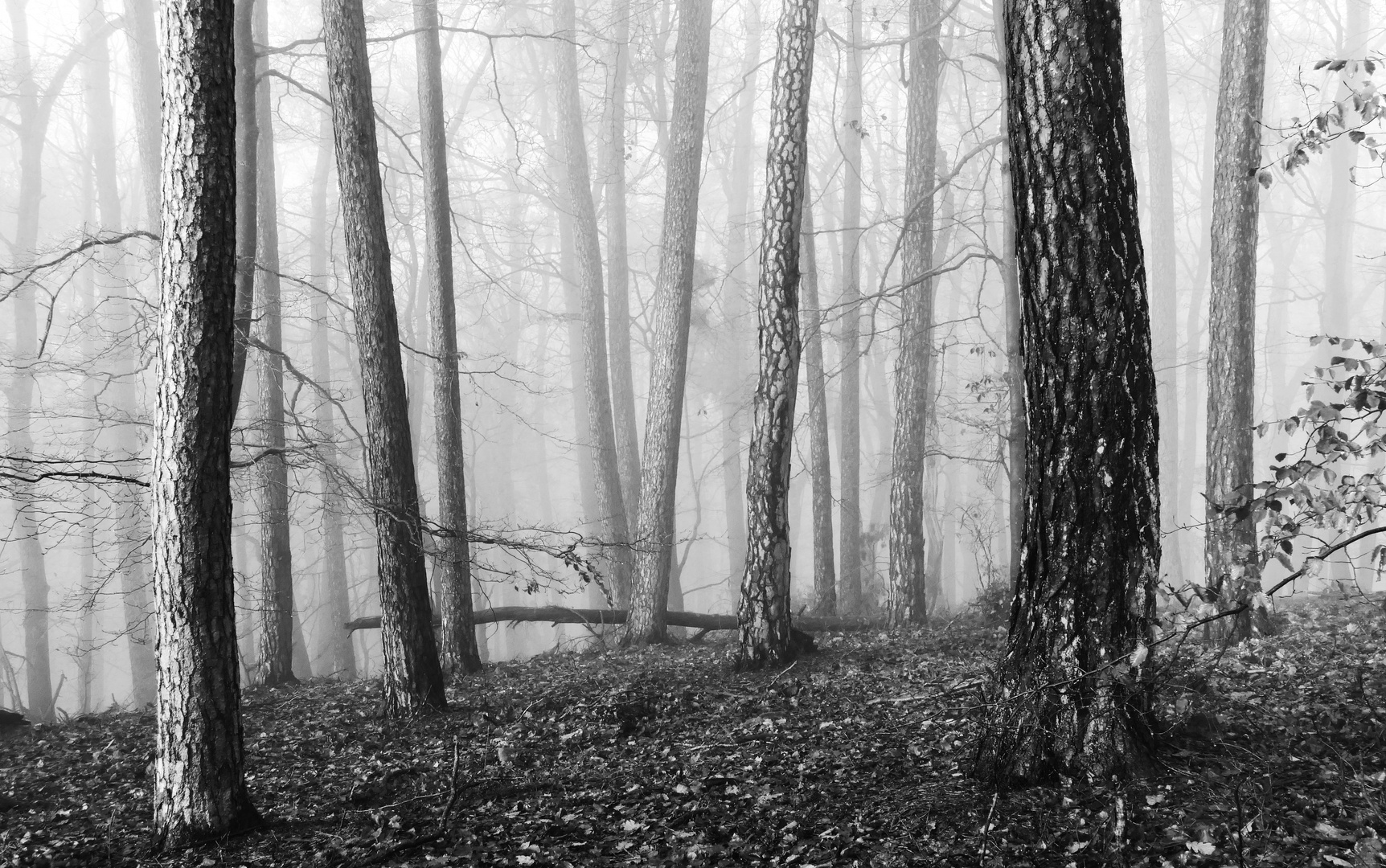 Wald und Rindenstrukturen monochrom