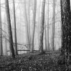 Wald und Rindenstrukturen monochrom