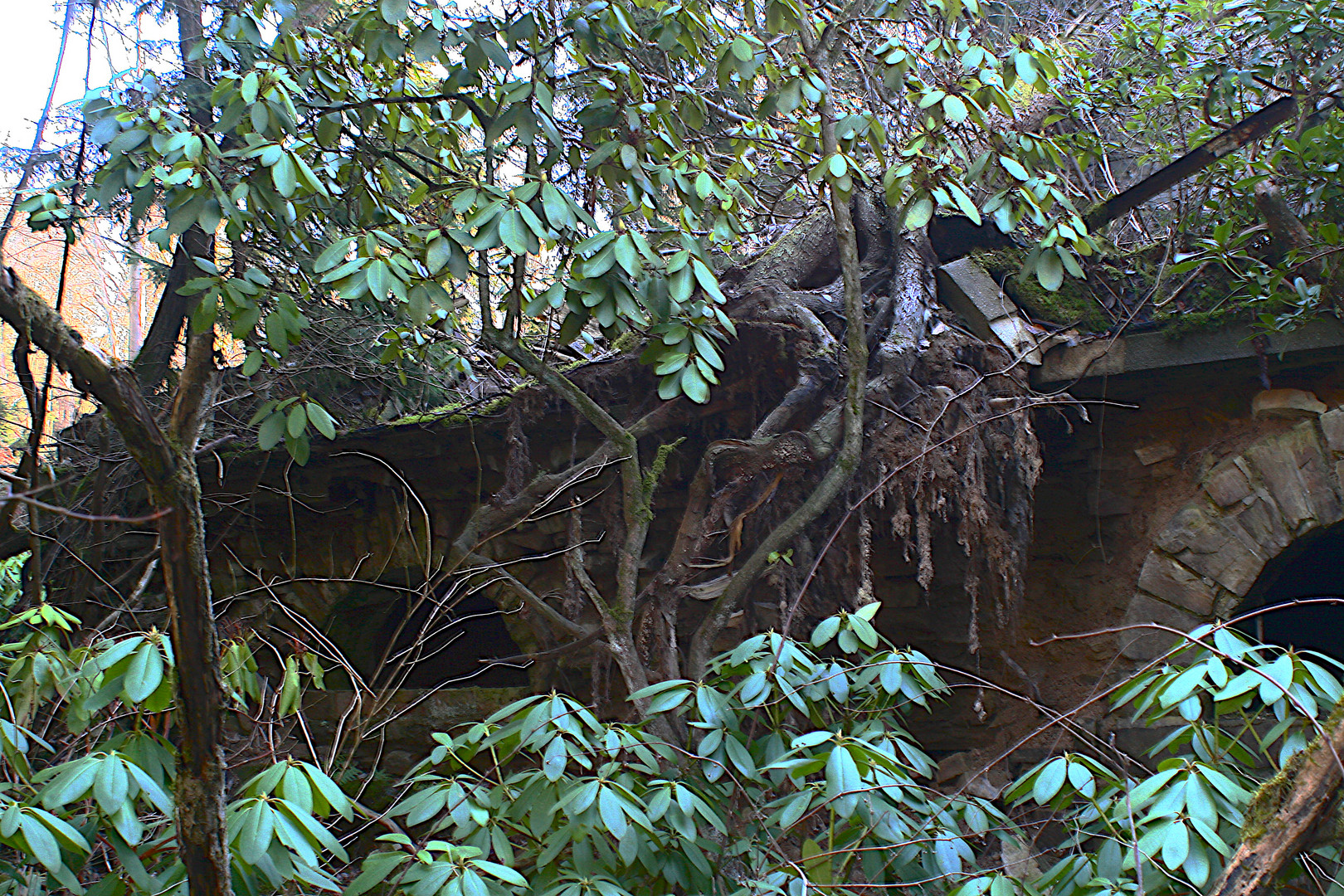 Wald und Ruine