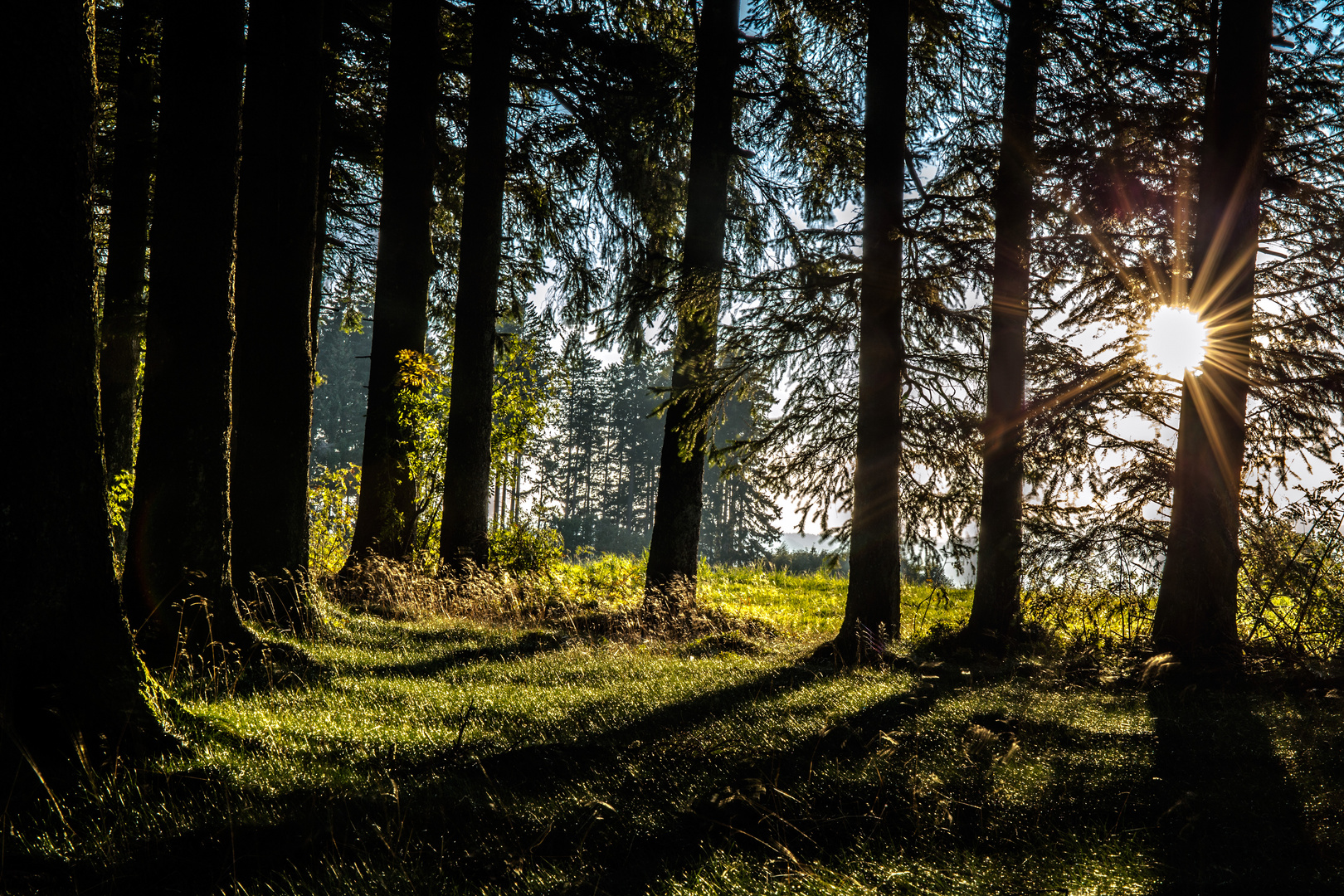 Wald und Schatten