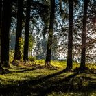 Wald und Schatten