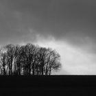 Wald und Schilderwald