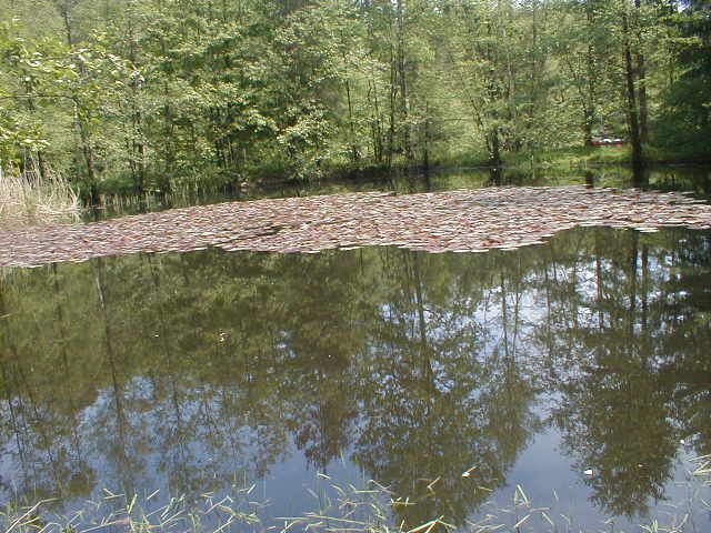 Wald und sein spiegelbild