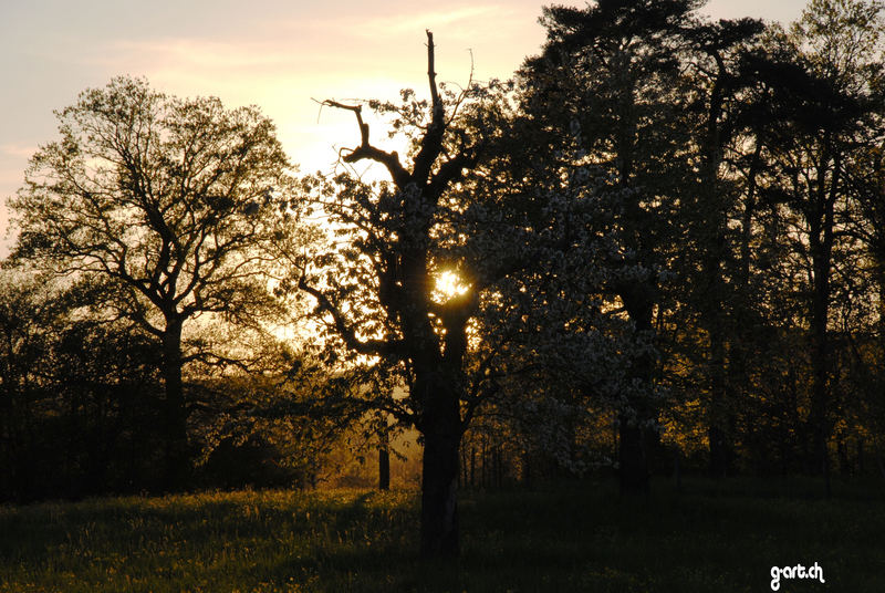 Wald und Sonne